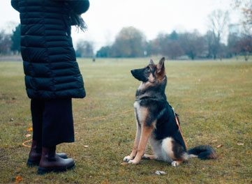 Dog Trainer Training Classes