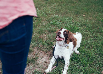 Food Poison Deterrent Training
