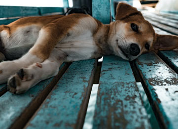 K9 Healing Programme