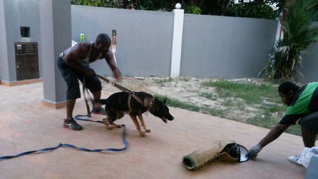 LeitwolfK9 Training
